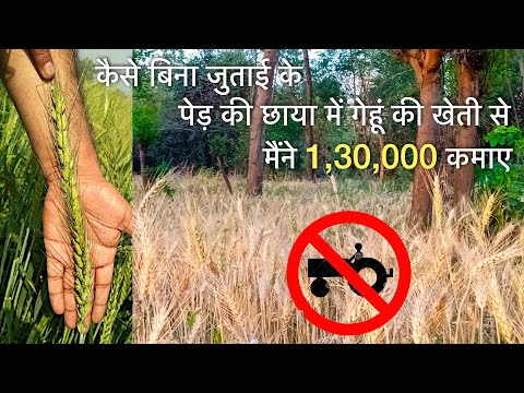 बिना डीजल की 1 बूंद भी जलाए - लिया मैंने उत्पादन 40 क्विंटल / Hectare |Wheat Farming गेंहू की खेती