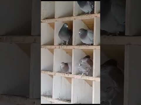 Porumbei frumosi si sanatosi  #pigeon #porumbei #voiajori #pigeonlover