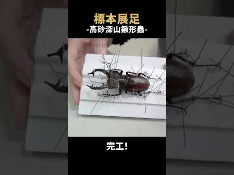 製作一隻鍬形蟲標本，高砂深山鍬形蟲｜Lucanus maculifemoratus taiwanu