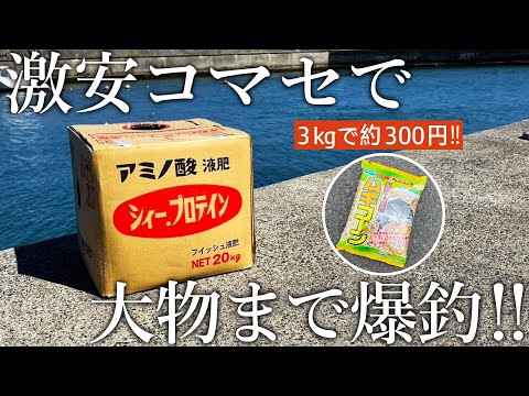 激安コマセで大物連発！アミノ濃縮液［シィープロテイン＋穀類］の釣魚力がスゴすぎました