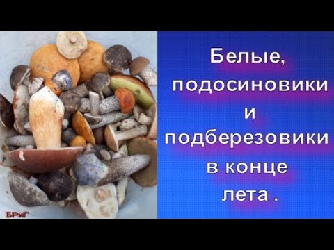 Белые, подосиновики и подберезовики в конце лета .