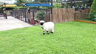 跟狗兒們一起跑跑跳跳土星。 My pet sheep "Saturn"🪐 was having fun with the doggies. #valaisblacknosesheep #笑笑羊