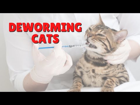 When To Deworm Your Cat | Two Crazy Cat Ladies #shorts