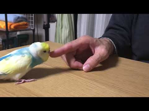 自分の知っている言葉をとりあえず言いまくるインコ