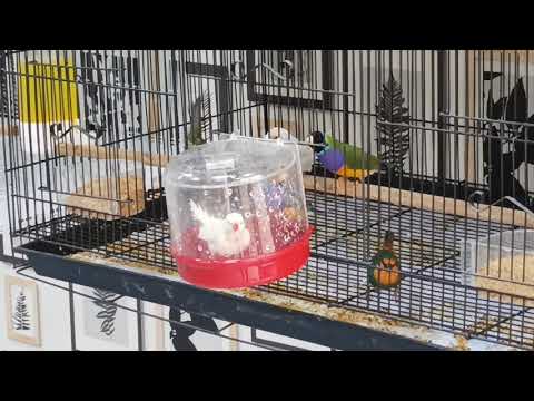 Lovely exotic finches enjoying their bath