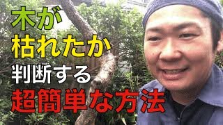 木が【枯れた】か【判断】する簡単な方法を公開します。