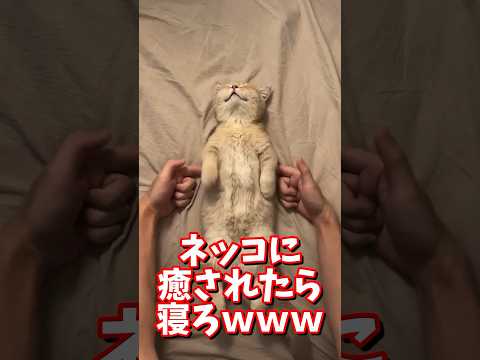 ネッコの動画で癒されたら寝ろｗｗｗ　#2ch #2ch動物スレ #2ch面白いスレ #動物 #犬 #猫 #癒やし #ねこ