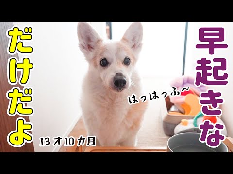 なぜか夜鳴きしなくなったシニア犬のモーニングルーティン