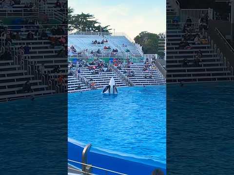 🐳 Orca Encounter | SeaWorld San Diego #shorts