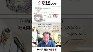 【 #国試1分道場 ・生殖器系】精巣の精細管の外に存在する細胞はどれか。　１．セルトリ細胞　２．精祖細胞　３．精子細胞　４．間細胞 #かずひろ先生 #解剖学