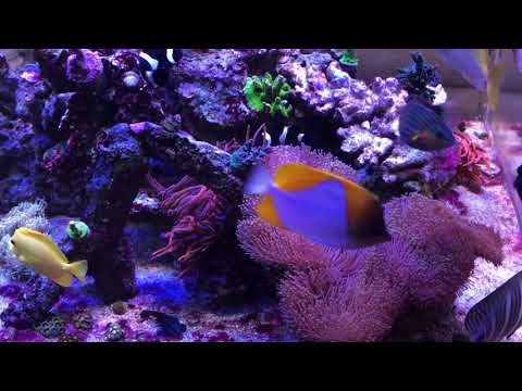 360g Reef Tank Under Phenix 14k Halide