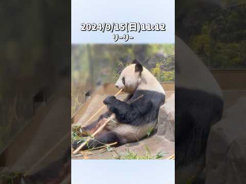 【2024/9/15(日)🌿リーリー＆シンシン🐼】〜上野動物園〜