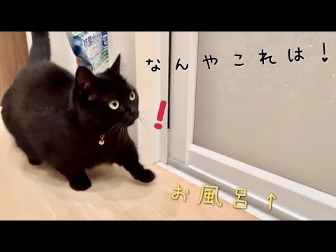 初めて自らお風呂場に入った黒猫の反応が可愛すぎました