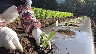 【ソラマメ栽培】植え付け〜防寒対策〜アブラムシを簡単に防ぐ方法　21/11/1