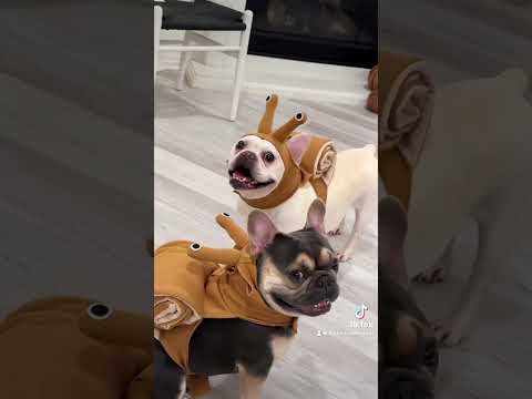 French Bulldog Brothers Max and Bo 🐾 | Frenchie Trekker TV #Dog #Puppy #Frenchie