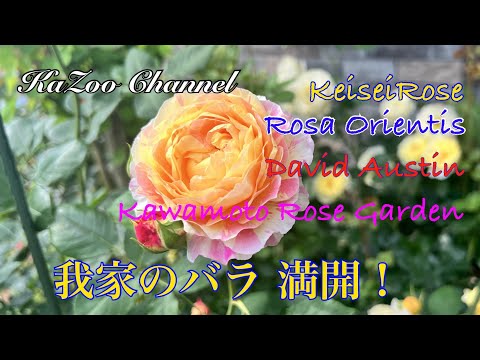 我家のバラ満開　紹介（Rosa Orientis・David Austin・Keisei Rose等）＃バラ＃満開＃小さな庭＃Rose＃Rose Life