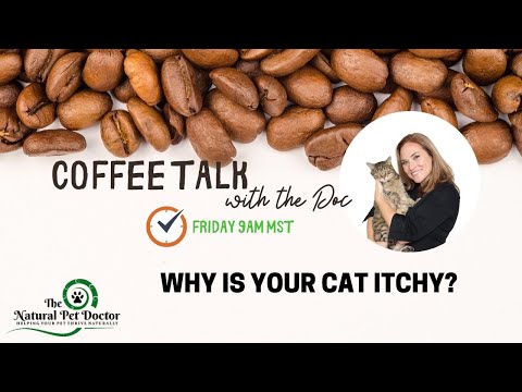 Why is Your Cat Itchy?