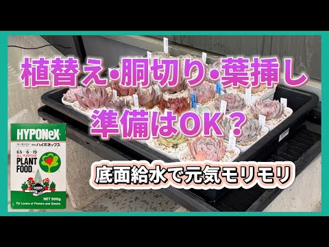 植替え•胴切り•葉挿しの準備はOK❓底面給水で元気モリモリ