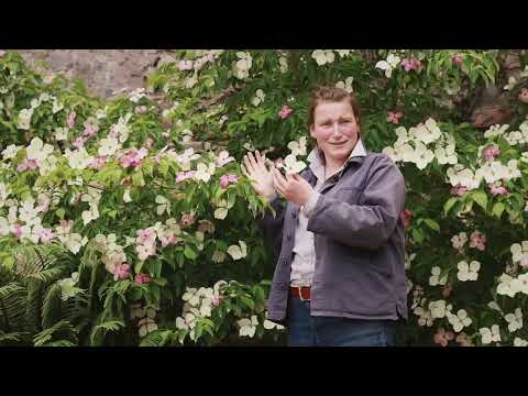 Cornus 'Norman Hadden' | Plant of the Month