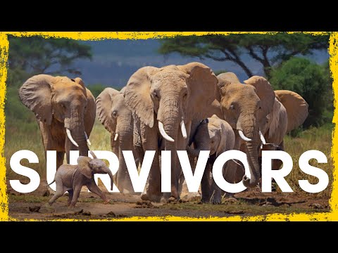 How Elephants Are Surviving Against All Odds