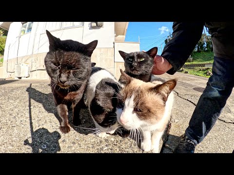 Cats headbutt each other to compete for turns to interact with humans