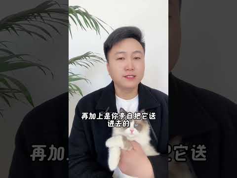 猫咪认为你会，抛弃他的六个行。 新手养猫 科学养宠攻略 养猫人 养猫经验分享 养猫知识