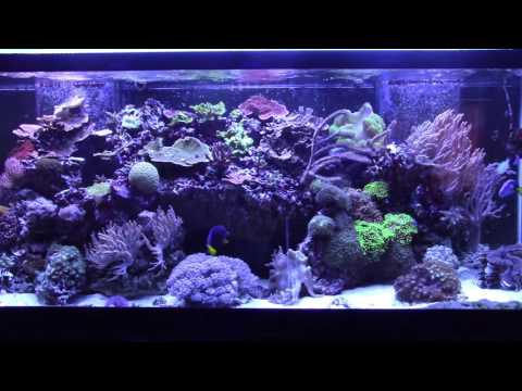 My Tank has Ich Reef Vlog