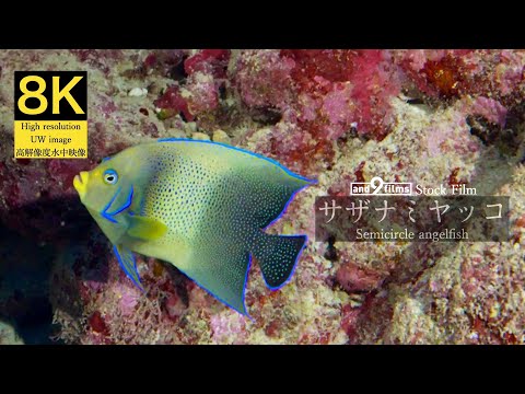 【8K 水中映像】サザナミヤッコ  / Semicircle angelfish / Pomacanthus semicirculatus