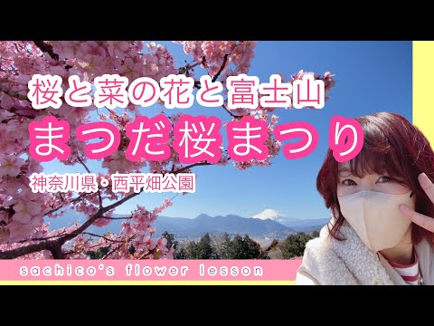 桜と菜の花と富士山『まつだ桜まつり』　西平畑公園//神奈川県//河津桜//cherry blossoms//Mt. Fuji