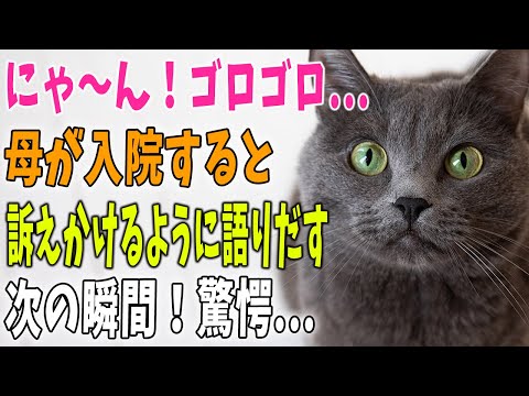 【猫の不思議な話】久しぶりに実家に帰るととても賢い猫がいた→それから数年後、母が病気が発覚し入院することになった→その時、訴えかけるようにこちら向いて「にゃ～ん！ゴロゴロ…」その意味とは…