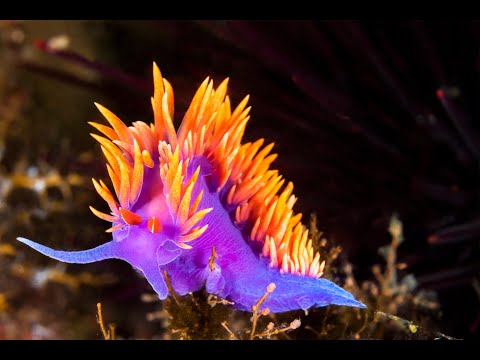 HEALTHY Montipora by Managing Nudibranchs