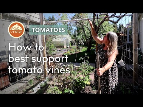 Growing indeterminate tomatoes – the Lower & Lean Method w/ Carmen Lamoureux