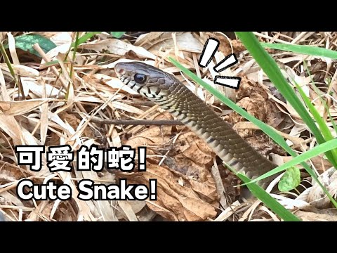 I Spotted this Cute Snake!! (Herping Vlog)