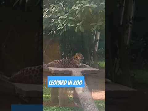 Zoo series|weekend #mumbaikarprajakta #bycullazoo #mumbaizoo#leopard#citylife #shorts#travel#explore