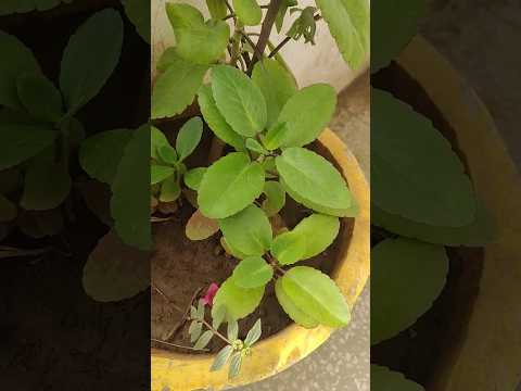 पथरी के लिए रामबाण ईलाज है ये पौधा 🌿 😱 | #letsgardenup #pattharchatta #trending #shorts #kidenystone