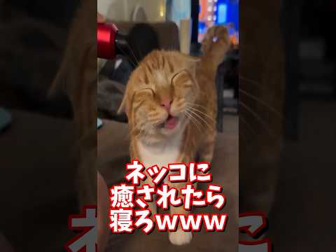 ネッコの動画で癒されたら寝ろｗｗｗ　#2ch #2ch動物スレ #2ch面白いスレ #動物 #犬 #猫 #癒やし #ねこ