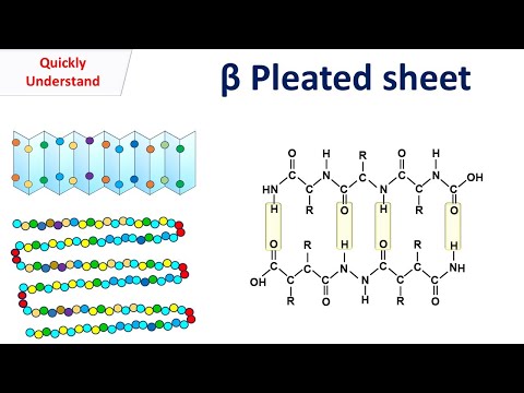 Beta sheet