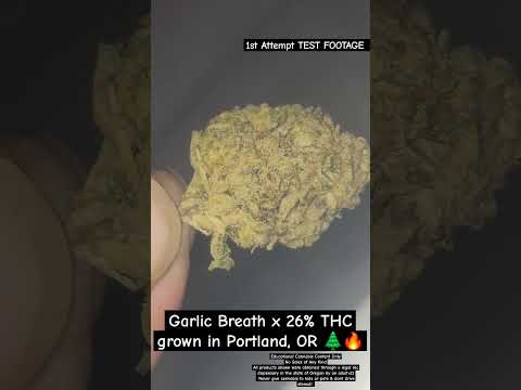 Garlic Breath - absolutely beautiful bud #2024 #oregon #cannabiseducation #trendingshorts #pride