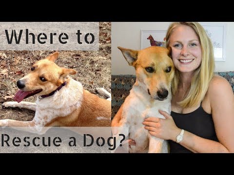 Where to Adopt a Dog + What to Avoid!