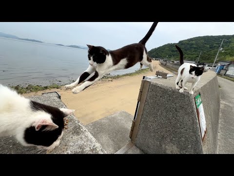 Jumping Cats! | Japan's Cat Island | Staying at Abandoned School Hotel Full of Cats