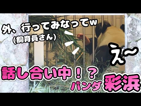 飼育員さんと中でわちゃわちゃしてる🤭彩浜🌈