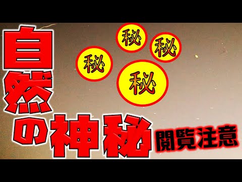 【閲覧注意】夜の海で自然の神秘が撮影できました！