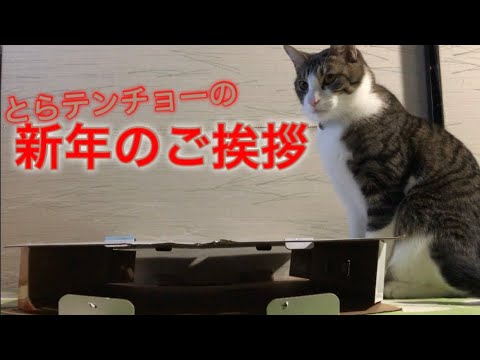 とらのにゃんこ占い