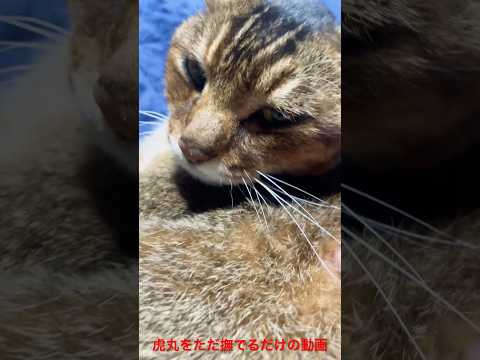 虎丸をただ撫でるだけの動画［猫動画］　#猫　#ねこ　#猫のいる暮らし　#猫動画　#ねこのいる暮らし　#猫好きさんと繋がりたい　#猫好き　#猫のいる生活　#猫との暮らし