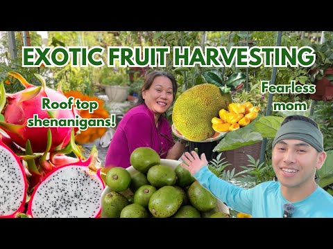 Backyard garden adventures: dragon fruit, jackfruit, quality time & more!