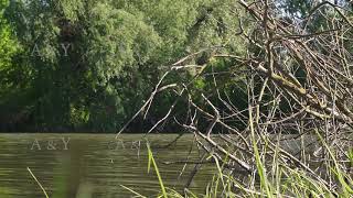 Dry tree in the river