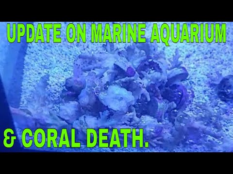 Update on my marine aquarium & Coral Death