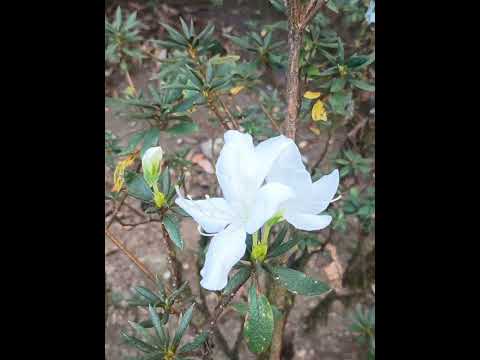 #naturephotography #flowergarden ♥️