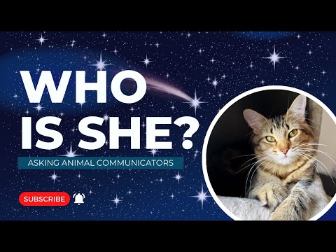 We Found A Kitten And Have Questions | Asking Animal Communication Collective | Two Crazy Cat Ladies