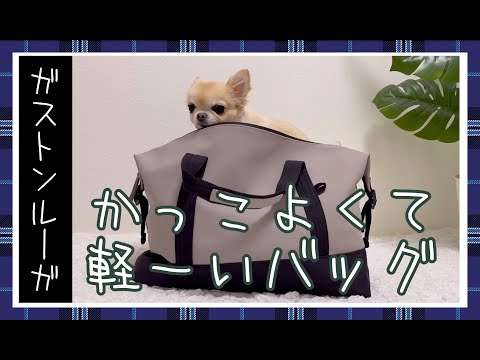 チワワも余裕で入ってお出かけ🐶かっこいいのに軽〜い⭐️新しいガストンルーガバッグ紹介📣#チワワ ＃GastonLuga #ガストンルーガ